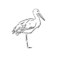 stork vector sketch