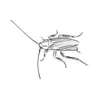 dibujo vectorial de cucaracha vector