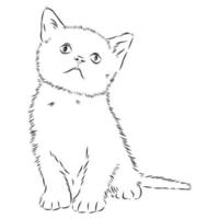 cat vector sketch