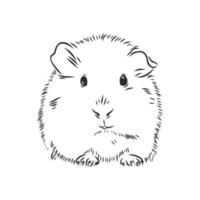 guinea pig vector sketch