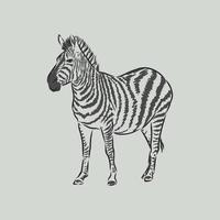 zebra vector sketch