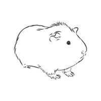 guinea pig vector sketch