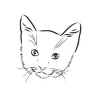 bosquejo del vector del gato