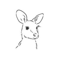 kangaroo vector sketch