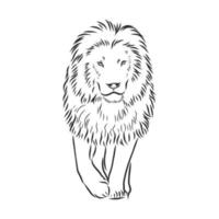 lion animal vector sketch