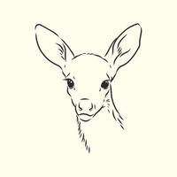 deer vector sketch