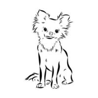 chihuahua vector sketch