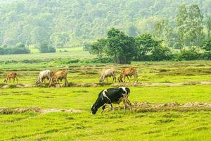 Cows grazing on a meadow.  farmland concept background.