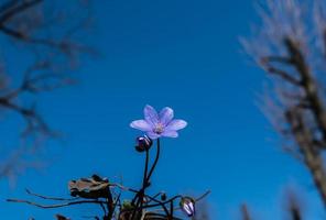 campanilla de invierno contra el cielo azul. hermoso fondo de primavera foto
