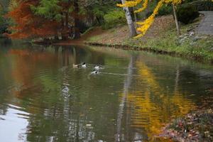 patos nadando en el lago durante el otoño foto
