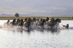 Yilki Horses Running in Water, Kayseri, Turkey photo