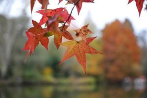 Leaves on tree branch during autumn photo