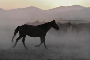 Yilki Horses Running in Field, Kayseri, Turkey photo