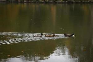 Ducks swimming in lake during autumn photo