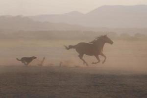 Yilki Horses Running in Field, Kayseri, Turkey photo