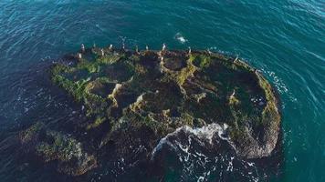 Birds standing on a lush little islet. Small islet in the middle of the sea. Bird's eye view over a small islet full of green lush with waves crashing on rocky side.