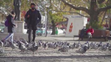 homme sac à dos marchant à travers les oiseaux. les pigeons mangent. video