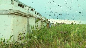 bin flyger och ut vid bikupan i november månad, global uppvärmning, klimatförändringar, makrobild på nära håll. honungsbin på hembigården. video