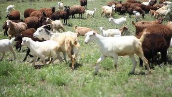 rebanho de ovelhas andando no campo entre montanhas e salões, belos animais. bela natureza e passos intermináveis em segundo plano. video