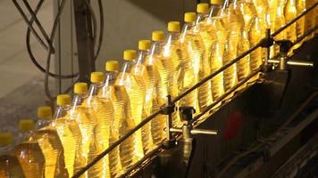 producción de aceite de girasol. en la planta de producción de aceite de girasol, los contenedores de plástico se mueven en la cinta. están llenos de aceite. video