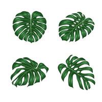 hojas de monstera vector plano dibujado a mano, hoja de planta monstera deliciosa de bosques tropicales aislada sobre fondo blanco