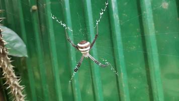 eine Spinne auf grünem Hintergrund, eine Spinne hat Nahaufnahme gemacht, eine lebende Spinne in der Natur. video