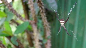 una araña sobre fondo verde, una araña se ha acercado, una araña viva en la naturaleza. video