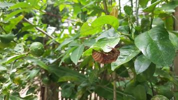 l'avvolgimento di una cicala sull'albero di foglie di limone. metamorfosi di una cicala in primavera. video