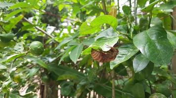 el enrollamiento de una cigarra en el árbol de hojas de limón. metamorfosis de una cigarra en primavera. video