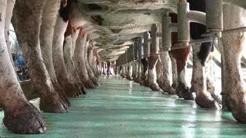 The process of milking cows in a dairy factory. Technologically advanced modern farm. Automatic cow milking machine is used. Dairy industry. The milking clusters are working. video