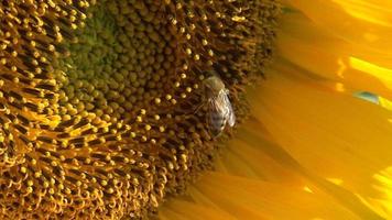 abejorro en girasol amarillo, de cerca. abejorro en girasol amarillo en el campo agrícola de verano, de cerca