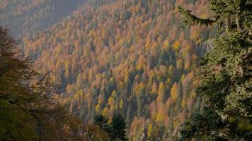 bosque de pinos en otoño. gran video del colorido bosque de pinos.