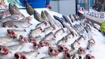 salmone e altri pesci nel corridoio del mercato. vista d'insieme del pesce fresco allineato nel corridoio del mercato, il salmone attira l'attenzione. video