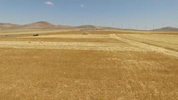 colheita agrícola. máquina de construção colhendo no campo de trigo. turbinas eólicas ao fundo. tons de amarelo. agricultura e energia. video