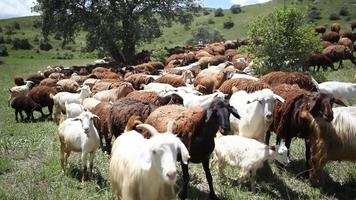 troupeau de moutons marchant dans le champ entre montagnes et halles, beaux animaux. belle nature et marches sans fin en arrière-plan. l'ombre des nuages. vidéo au ralenti de moutons. video