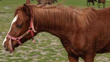 bruine paarden grazen op de boerderij. paarden boerderij. paarden die door de boerderij zwerven. video