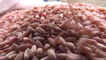 Wheat harvest. Wheat spill. Spike grains falling from the hill. video