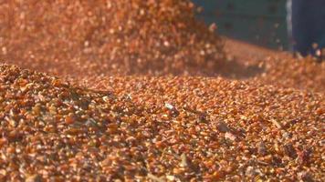 Silage corn harvest. Popcorn harvest. video