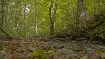 arroyo y bosque en otoño. corriente que fluye entre hojas de naranja en otoño. video