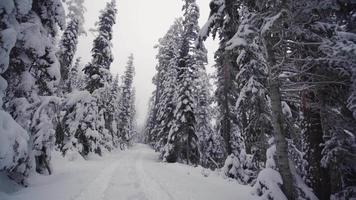 camino en el bosque cubierto de nieve. video del camino cubierto de nieve en invierno.