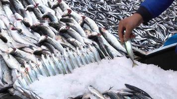 Fischmarkt und Fischhändler. Fischhändler arrangiert Fisch auf dem Fischmarkt. video