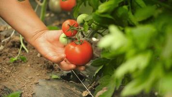 recogiendo tomates rojos del jardín. arrancar un tomate de la rama y comérselo. huerto de tomates. tomates rojos en la rama. video