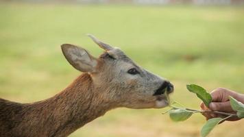 gazelle mangeant des feuilles d'arbres. gazelle dans la faune. video