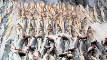 Fisherman watering fish. The fisherman wets the fish lined up in the aisle with water. video