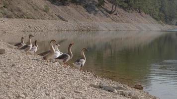 oies au bord du lac. de nombreuses oies attendent au bord du lac. video