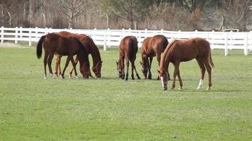 bruine paarden grazen op de boerderij. paarden boerderij. paarden die door de boerderij zwerven.