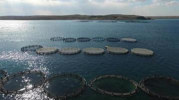 viskwekerij. aquacultuur in het meer. viskweekvijvers zijn zichtbaar in het algemene zicht vanuit de lucht. video