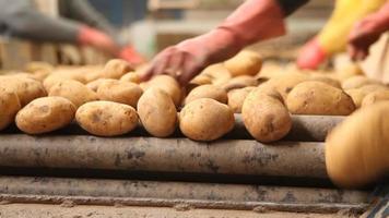 lavoratori che selezionano le patate. i lavoratori smistano le patate su un nastro trasportatore in un impianto di lavorazione agricolo. video