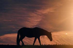 silueta de caballo en el prado y hermoso fondo de puesta de sol foto