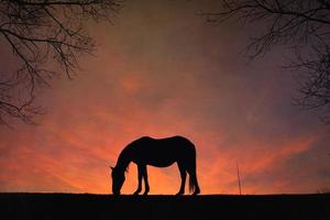 silueta de caballo en el prado y hermoso fondo de puesta de sol foto